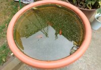 金魚