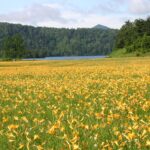 尾瀬沼　ニッコウキスゲ