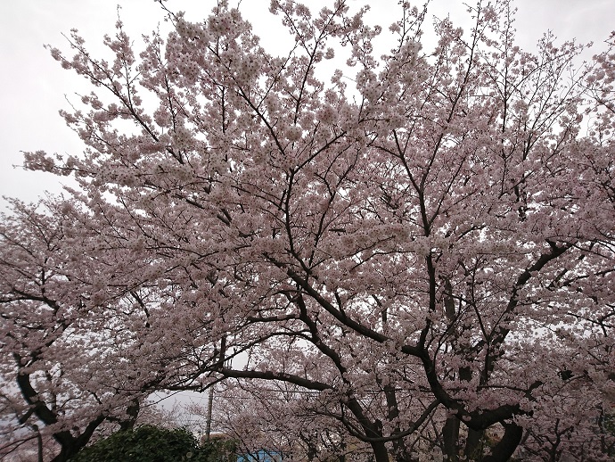 富岡総合公園　桜