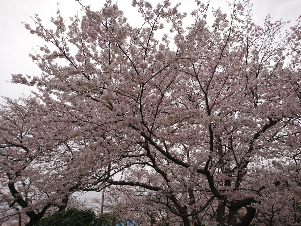 富岡総合公園
