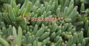 シェルスクリプト